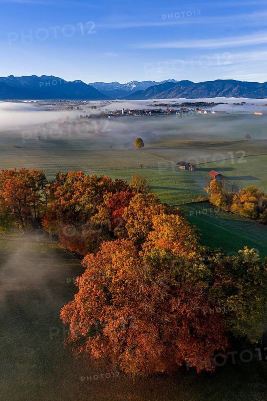 Trees, oaks, beech trees, sunny, morning light, autumn color, fog, aerial view, Riegsee, view of Zugspitze, Alpine foothills, Upper Bavaria, Bavaria, Germany