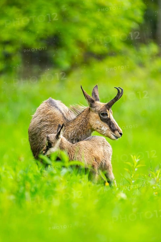Chamois (Rupicapra rupicapra) Mother (doe) with her youngster (fawn) on a meadow, Austria