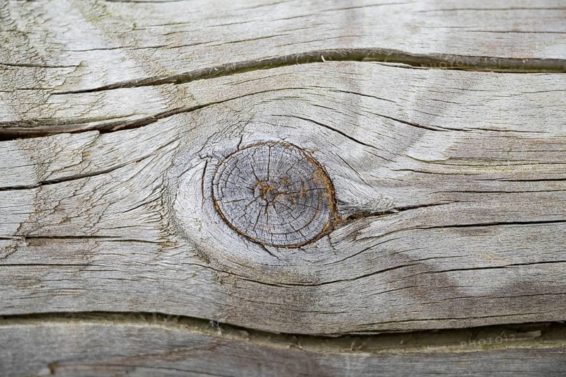 Close-up of a cut fruit in an old tree trunk, Bavaria, Germany