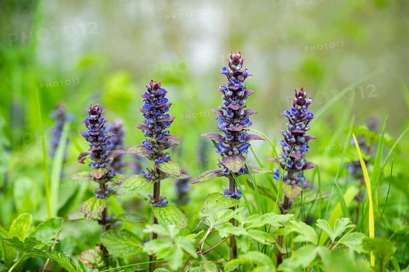 Bugle (Ajuga reptans) blossoms, detail, Bavaria, Germany