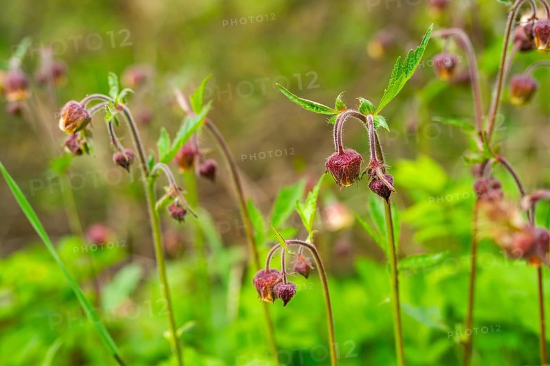 Water avens (Geum rivale), blossom, detail, Bavaria, Germany