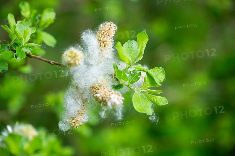 Eastern crack-willow (Salix euxina), pussy willow, seeds in spring, detail, Upper Palatinate, Bavaria, Germany
