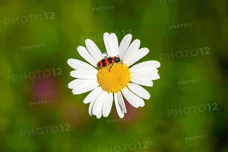 Trichodes apiarius beetle on a ox-eye daisy (Leucanthemum vulgare) blossom in summer, Austria