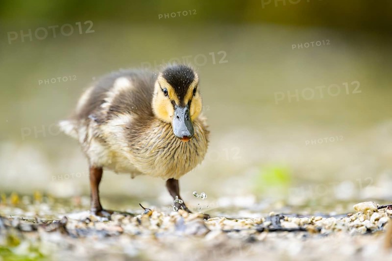 Wild duck (Anas platyrhynchos) chick standing at the schore of a little lake, Bavaria, Germany