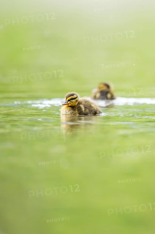 Wild duck (Anas platyrhynchos) chick swimming on a lake, Bavaria, Germany