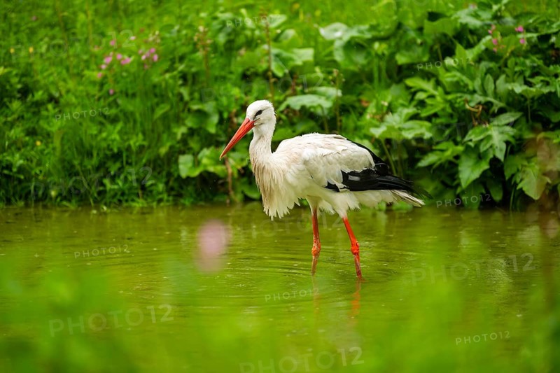 White stork (Ciconia ciconia) standing in a little lake, Austria