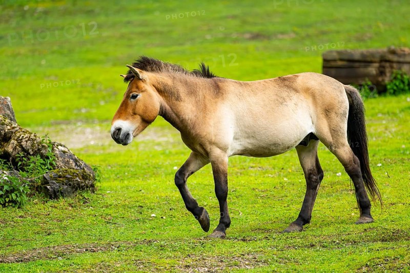Przewalski's horse (Equus ferus przewalskii) standing on a meadow, Austria, Germany