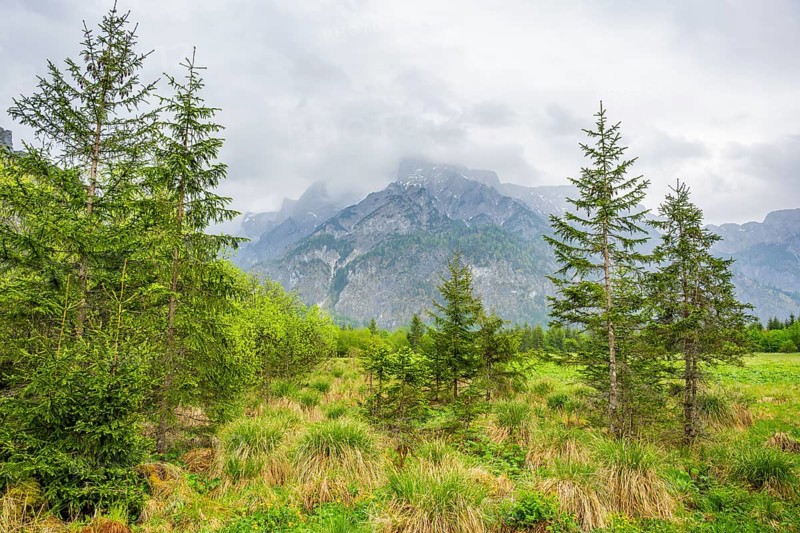 Norway spruce (Picea abies) trees growing in front of the mountains next to Lake Almsee on a rainy day in spring, Salzkammergut, Austria