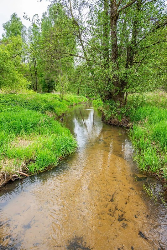 Lanscape of a little stream flowing through the forest in spring on a rainy day, Bavaria, Germany