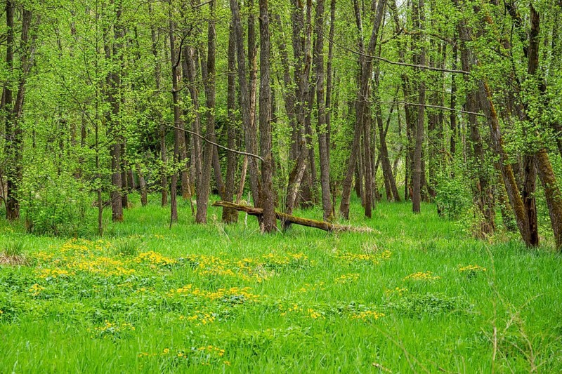 Moorland with blooming Marsh-marigold (Caltha palustris) in a Common alder (Alnus glutinosa) forest in spring, Bavaria, Germany