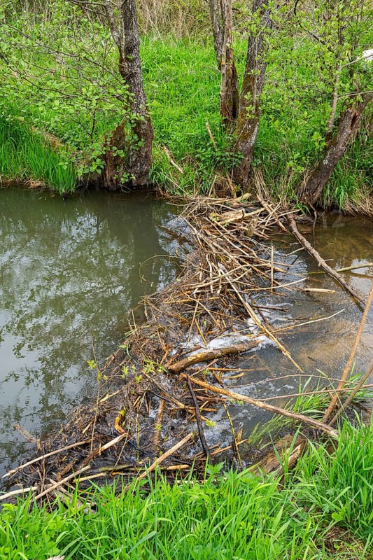 Dam of a Eurasian beaver (Castor fiber) in a small stream, Upper Platine, Bavaria, Germany