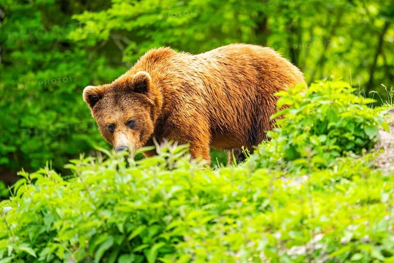 Eurasian brown bear (Ursus arctos arctos) in a forest, Austria