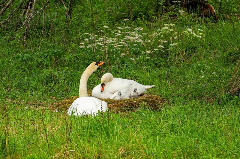 Mute swan (Cygnus olor) couple, male and female at a nest, Austria
