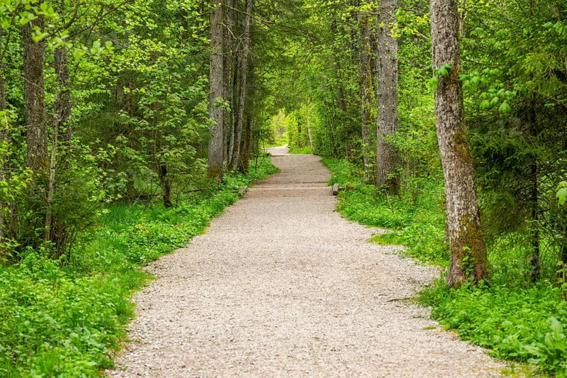 Walking trail going through the forest in spring on a cloudy day, Bavaria, Germany