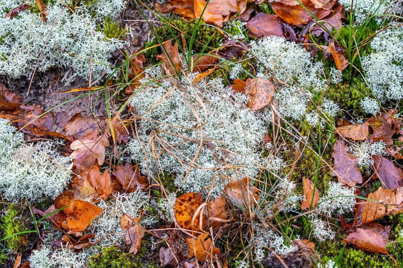 North Sea, Spiekeroog island, autumn, dune landscape, lichens and mosses, Ostplate, Lower Saxony, Germany