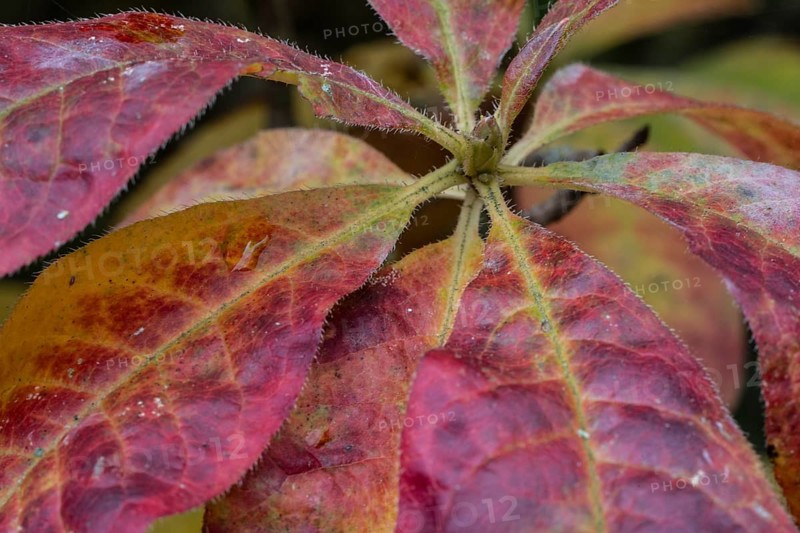Azalea (Rhododendron luteum) in autumn leaves, Emsland, Lower Saxony, Germany