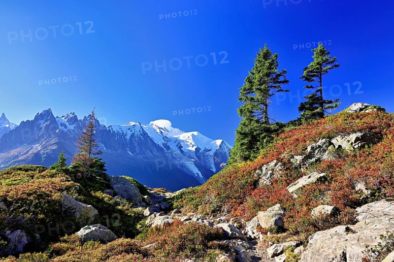 Firs stand in an autumnal landscape with the snow-covered Mont Blanc massif in the background, Chamonix-Mont-Blanc, Haute-Savoie, France