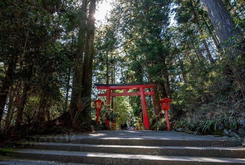 Trail through the forest with red torii, Hakone Shrine, Shinto Shrine, Hakone, Japan