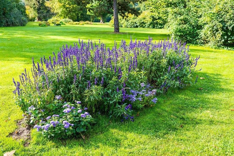 Flower bed with various purple perennials in Muskauer Park, UNESCO World Heritage, Bad Muskau, Upper Lusatia, Saxony, Germany