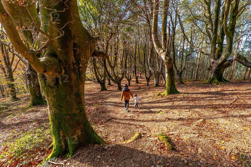 Mother and child are walking hand in hand on a winding path through a beautiful autumn forest with strong, ancient trees, enjoying a peaceful outdoor adventure in nature