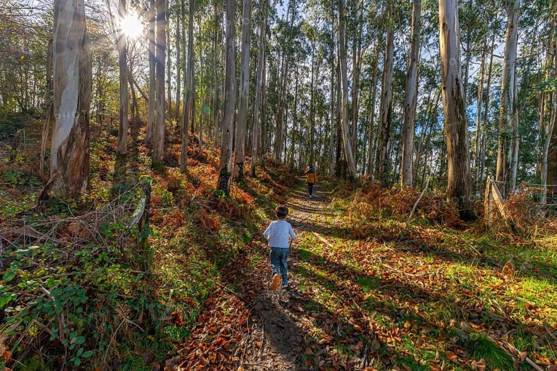 Children run uphill on a sunlit dirt trail through tall eucalyptus trees, kicking autumn leaves and laughing with carefree energy amid green undergrowth and forest light