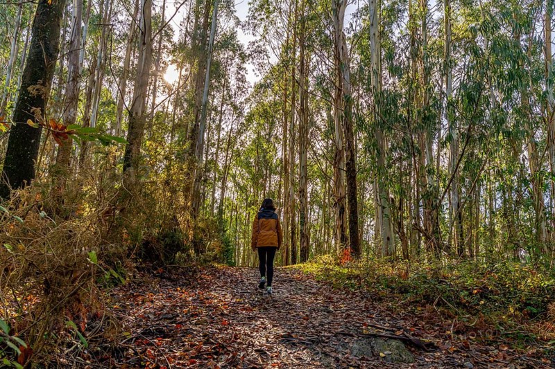 Woman is walking along a tranquil path covered with fallen leaves, enjoying a peaceful outdoor hike in a tall eucalyptus forest during the autumn season