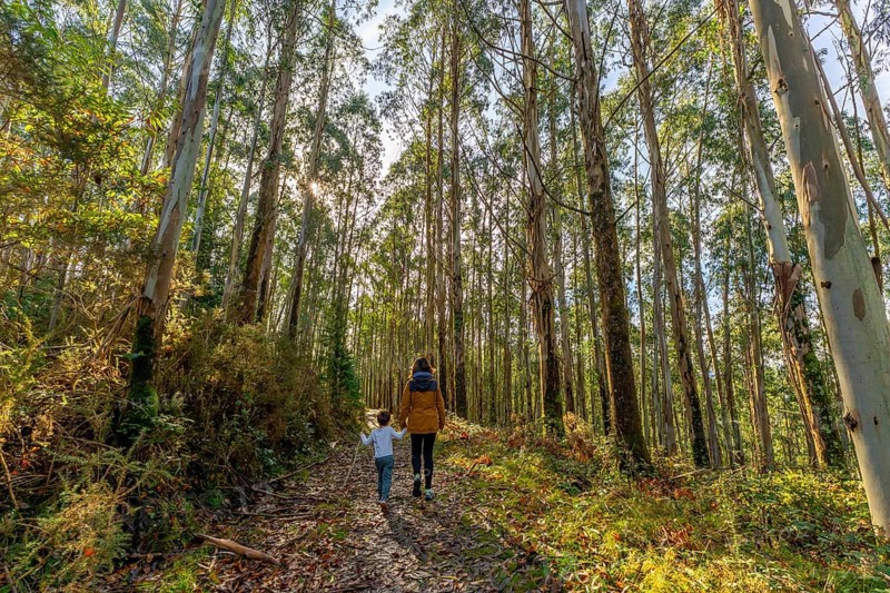 Mother and young child walking hand in hand on a sun dappled path through tall eucalyptus trees in the autumnal basque country forest, enjoying family nature time