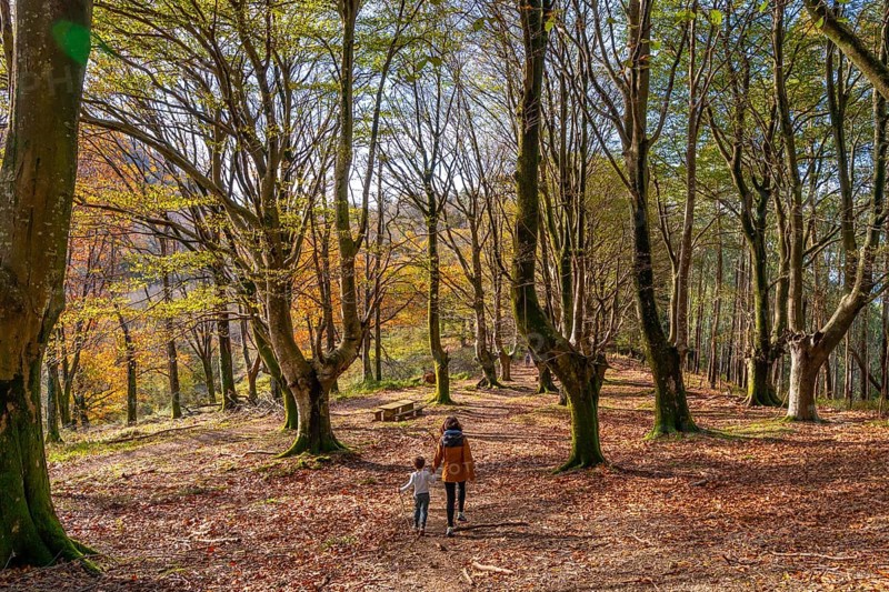 Mother and young son enjoying a peaceful walk through a beautiful basque country forest during autumn, with colorful foliage and tall trees lining the path