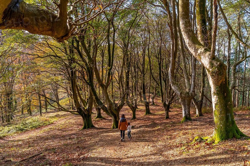 Mother and child are walking together on a path covered with fallen leaves through a beautiful autumn forest and eucalyptus trees, enjoying nature and family time
