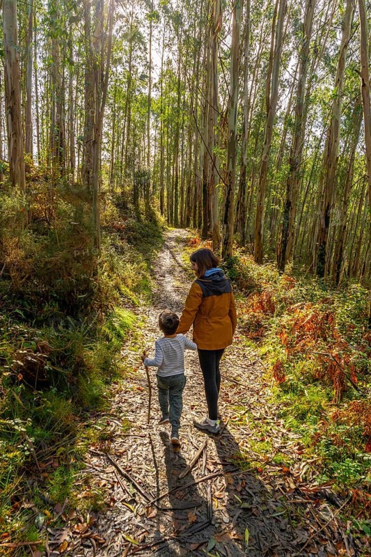 Mother and young child enjoying a peaceful walk along a sunlit dirt path covered in fallen leaves, holding hands through a tall eucalyptus forest in the basque country during autumn