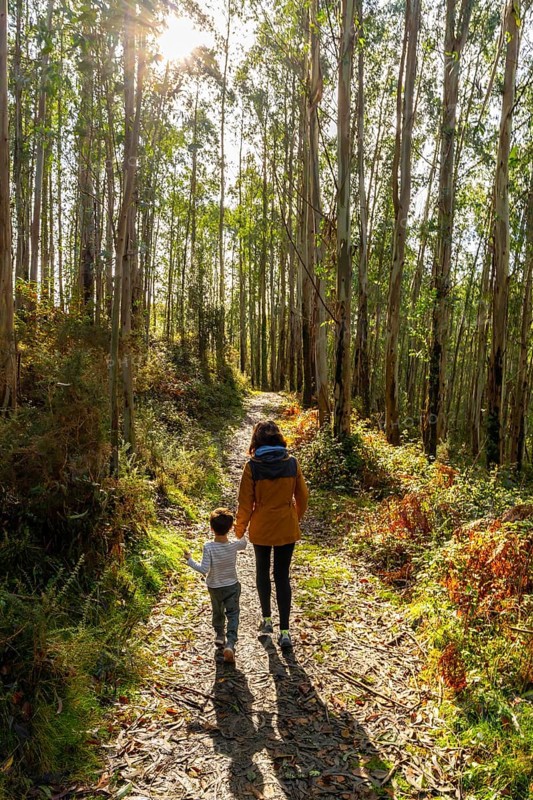 Mother and son enjoying family time, walking hand in hand on a sunlit forest path covered with fallen leaves, surrounded by tall eucalyptus trees in the basque country during autumn