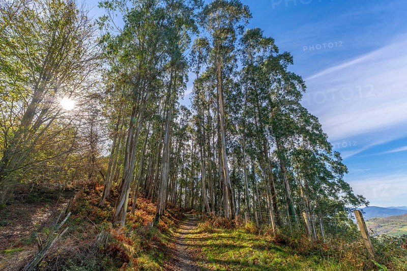 Eucalyptus trees lining a narrow hiking path on a hillside in the autumnal basque country, with sunbeams piercing through the green canopy and illuminating the changing foliage under a blue sky