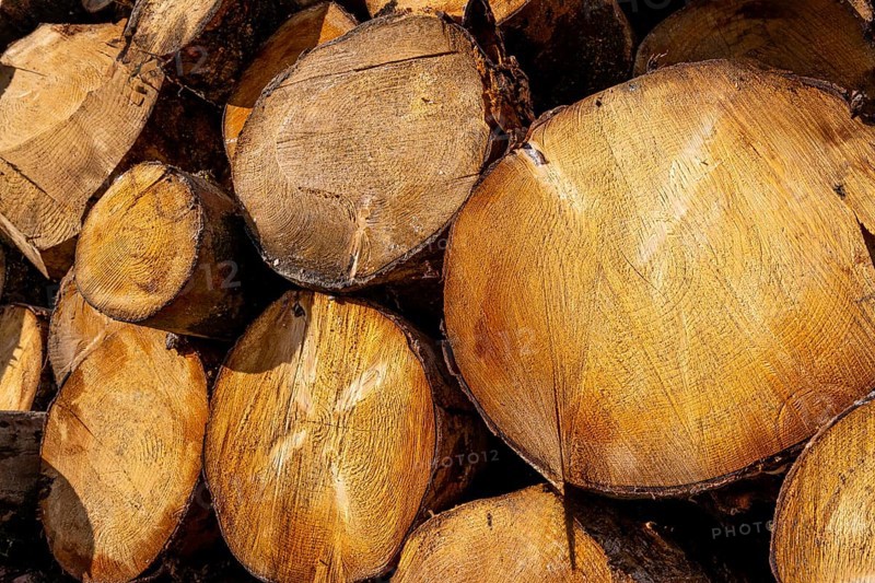 Stacked eucalyptus logs with visible growth rings and warm timber texture, close up of cross sections in a rural forestry setting, ready for milling or firewood processing