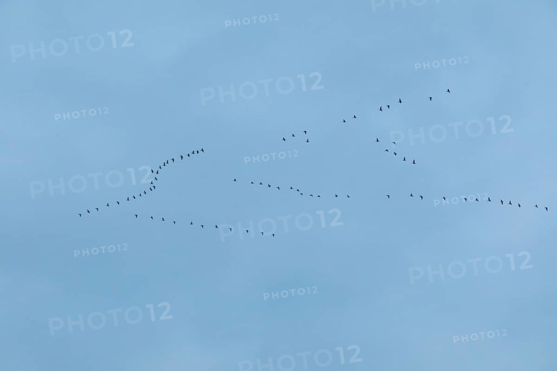 Flock of birds, cranes, Tister Bauernmoor, Tiste, Samtgemeinde Sittensen, Lower Saxony, Germany