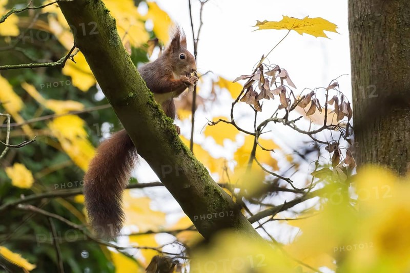 A squirrel (Sciurus vulgaris) sits on a branch surrounded by yellow autumn leaves, eating maple seeds, Hesse, Germany