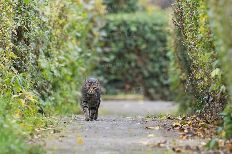 A house cat (Felis catus) runs along a paved path between tall hedges. The atmosphere is autumnal, Hesse, Germany