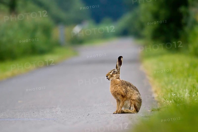 A hare (Lepus europaeus) sits alert on a path surrounded by thick vegetation, Hesse, Germany