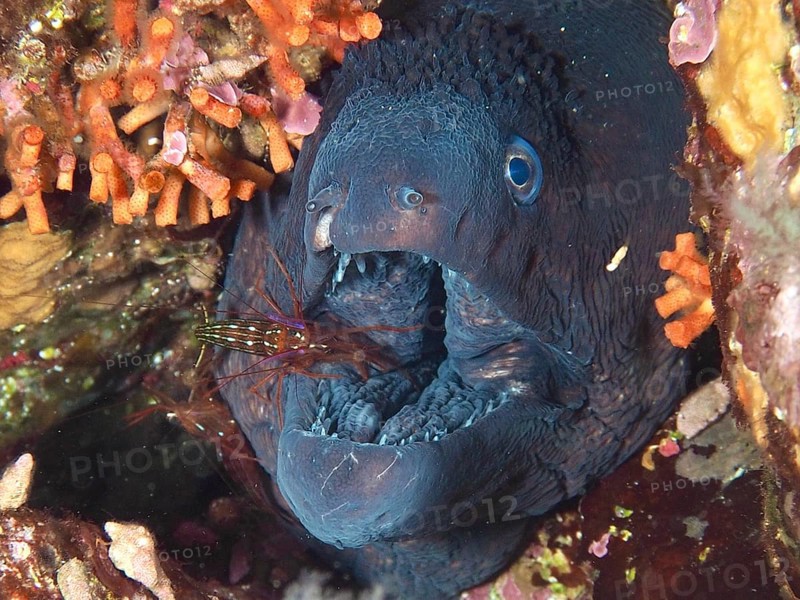 A Mediterranean cleaner shrimp (Lysmata seticaudata) cleans the wide open mouth of a Mediterranean moray eel (Muraena helena) in the Mediterranean near Hyères, Giens Peninsula diving site, Porquerolles, Provence, Côte d'Azur, France