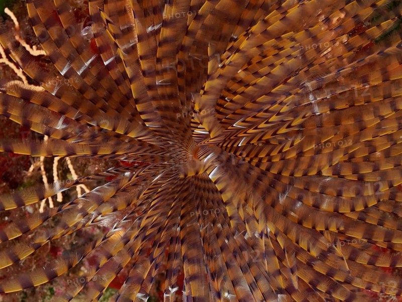 Detailed view of a uniform, spiral pattern of a fanworm, screwsabelle (Sabella spallanzanii), in the Mediterranean near Hyères, Giens peninsula diving site, Porquerolles, Provence, Côte d'Azur, France