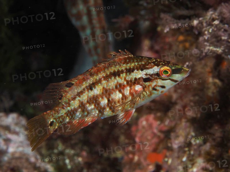 Brown-red peacock wrapfish (Symphodus tinca) in textured underwater environment, natural scene in the Mediterranean near Hyères, Giens peninsula diving site, Porquerolles, Provence, Côte d'Azur, France
