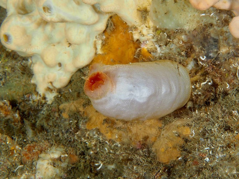 Red sea silk (Halocynthia papillosa), white variant, against a natural background in the Mediterranean near Hyères, Giens peninsula diving site, Porquerolles, Provence, Côte d'Azur, France