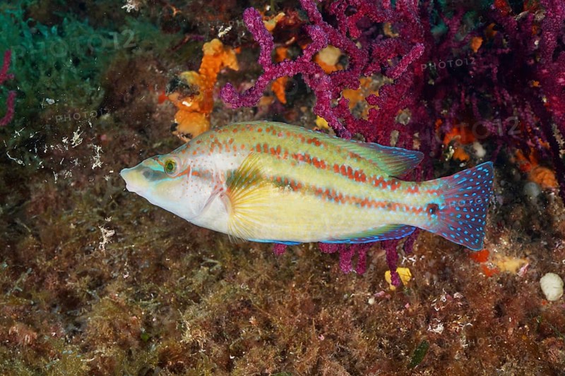 Colourful peacock wrapfish (Symphodus tinca) in front of bright soft corals and underwater plants in a natural environment in the Mediterranean near Hyères, Giens peninsula diving site, Porquerolles, Provence, Côte d'Azur, France