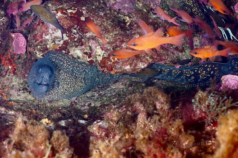 Mediterranean moray eel (Muraena helena) and orange fish, mullet king (Apogon imberbis), in a lively underwater reef in the Mediterranean near Hyères, Giens peninsula diving site, Porquerolles, Provence, Côte d'Azur, France