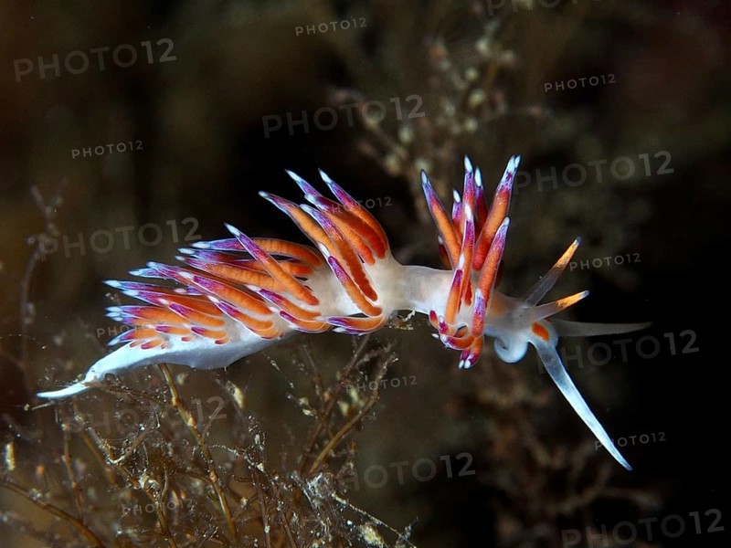 Colourful nudibranch with glowing tentacles, migratory snail (Cratena peregrina), in a dark, marine environment in the Mediterranean near Hyères, Giens peninsula diving site, Porquerolles, Provence, Côte d'Azur, France