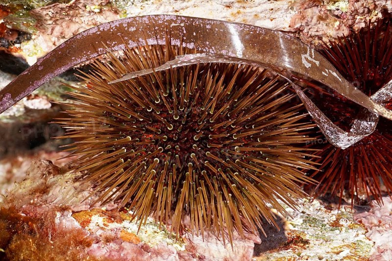 A sea urchin, rock sea urchin (Paracentrotus lividus) with long, thin spines between seaweed and plants in the Mediterranean near Hyères, Giens peninsula diving site, Porquerolles, Provence, Côte d'Azur, France