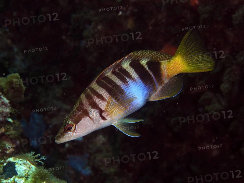 A striped bass (Serranus scriba) swims in the clear water of a marine environment in the Mediterranean near Hyères, Giens peninsula diving site, Porquerolles, Provence, Côte d'Azur, France