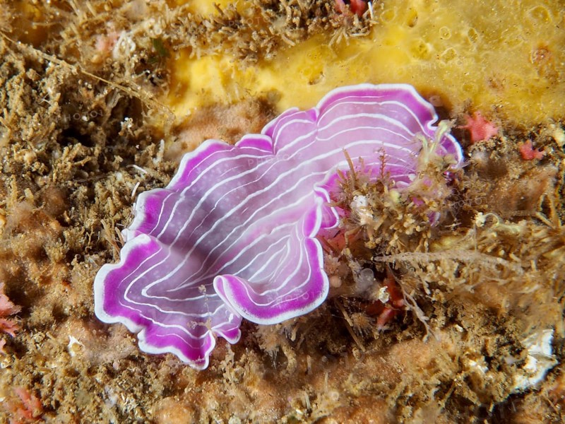 Pink-purple variable flatworm (Prostheceraeus giesbrechtii) with wavy stripes on a seabed in the Mediterranean near Hyères, Giens peninsula diving site, Porquerolles, Provence, Côte d'Azur, France