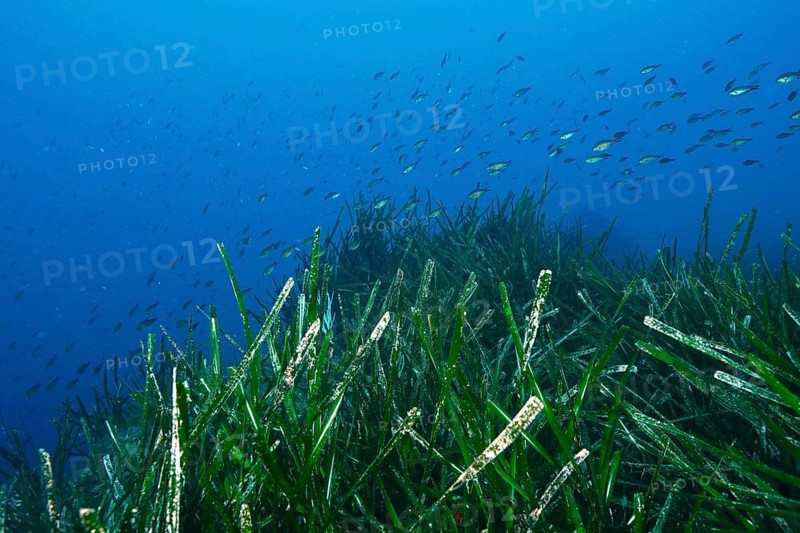School of fish over an area of seagrass, Neptune grass (Posidonia oceanica), in a blue underwater world in the Mediterranean near Hyères, Giens peninsula diving site, Porquerolles, Provence, Côte d'Azur, France
