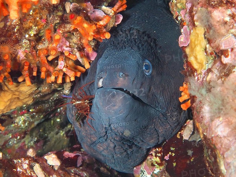 A Mediterranean cleaner shrimp (Lysmata seticaudata) cleans a Mediterranean moray (Muraena helena) in the Mediterranean near Hyères, Giens peninsula diving site, Porquerolles, Provence, Côte d'Azur, France