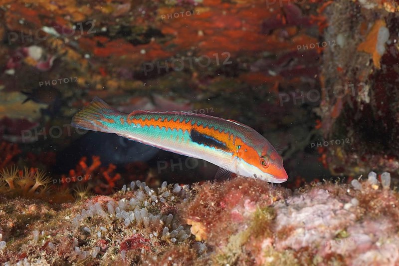 Colourful merjunker (Coris julis) swims close to rocks in an underwater landscape in the Mediterranean near Hyères, Giens peninsula diving site, Porquerolles, Provence, Côte d'Azur, France